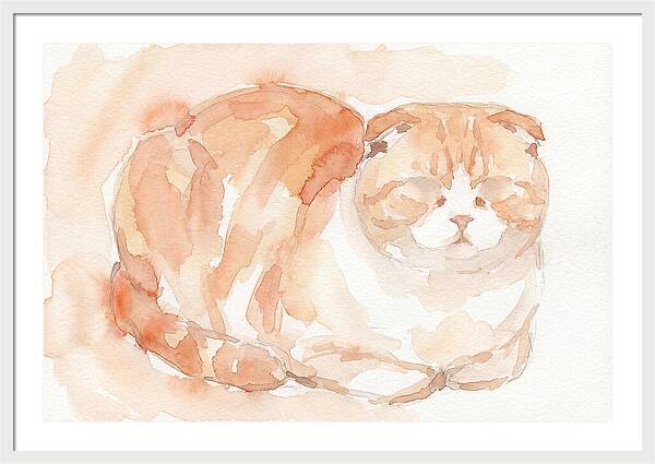 Cozy Scottish Fold Cat