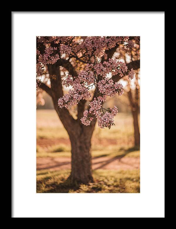 Crabapple Tree In Bloom