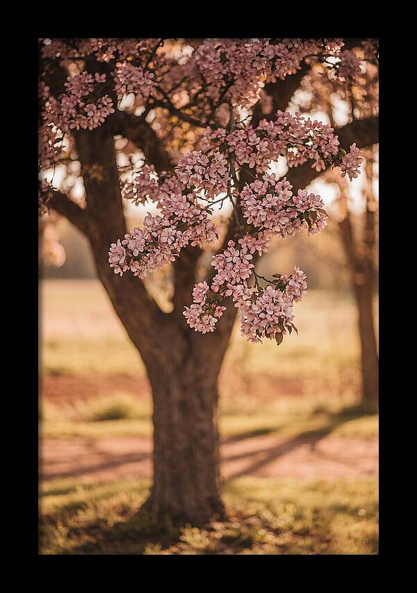 Crabapple Tree In Bloom