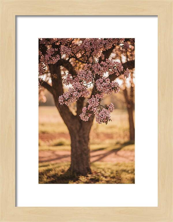 Crabapple Tree In Bloom