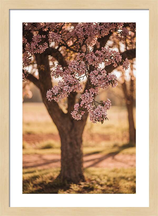 Crabapple Tree In Bloom