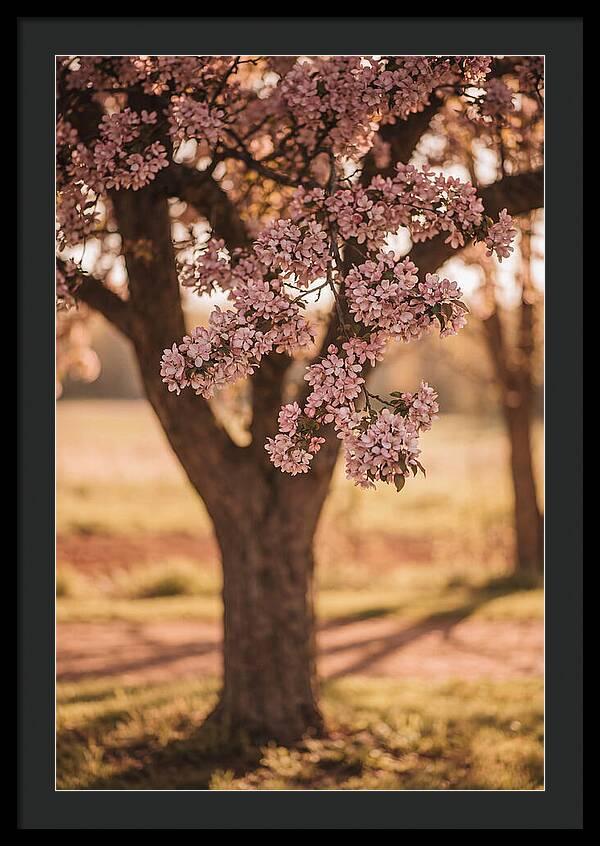 Crabapple Tree In Bloom