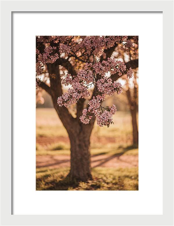 Crabapple Tree In Bloom