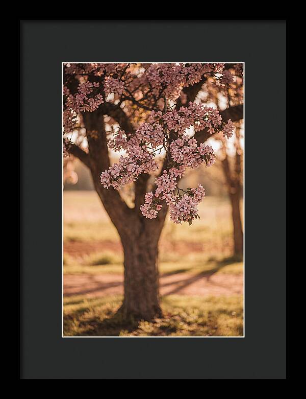 Crabapple Tree In Bloom