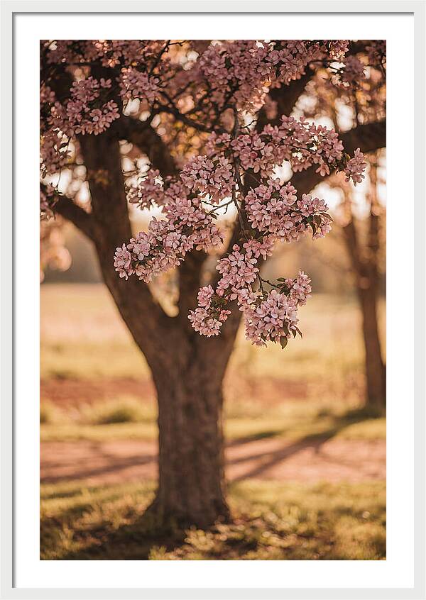 Crabapple Tree In Bloom