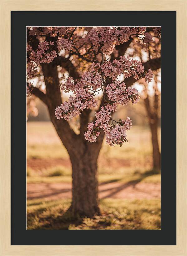 Crabapple Tree In Bloom