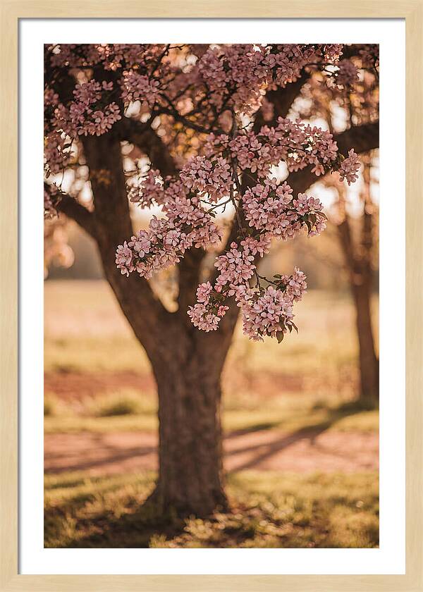 Crabapple Tree In Bloom