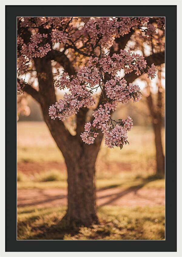 Crabapple Tree In Bloom