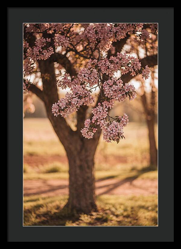Crabapple Tree In Bloom