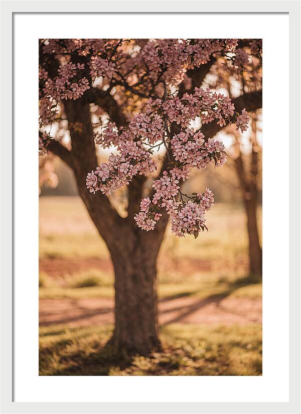 Crabapple Tree In Bloom