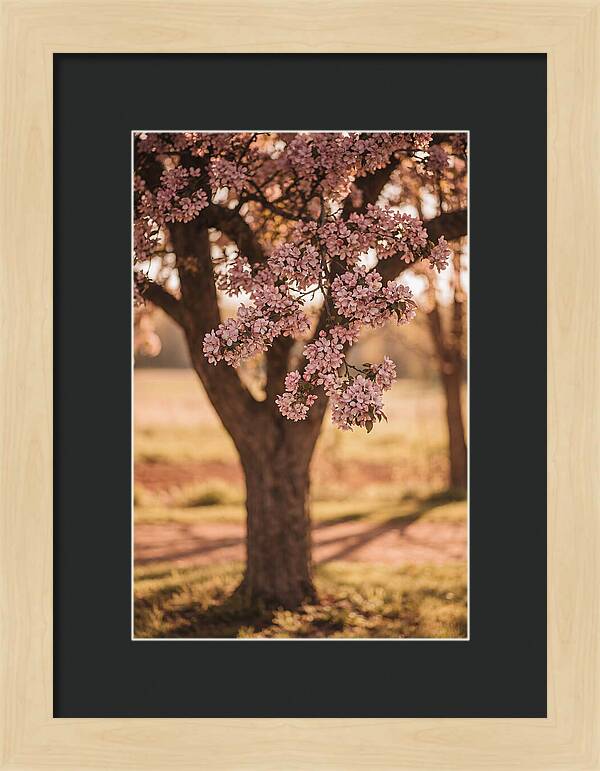 Crabapple Tree In Bloom