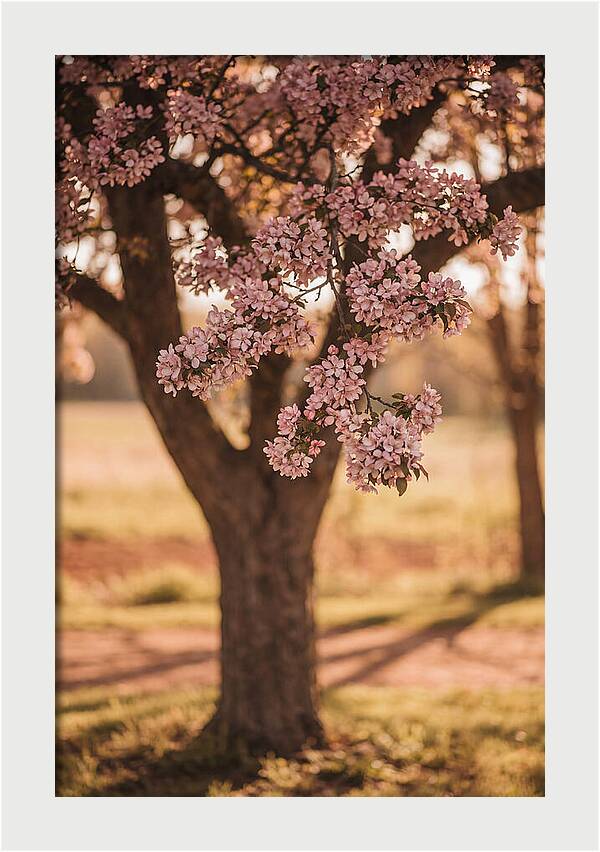 Crabapple Tree In Bloom