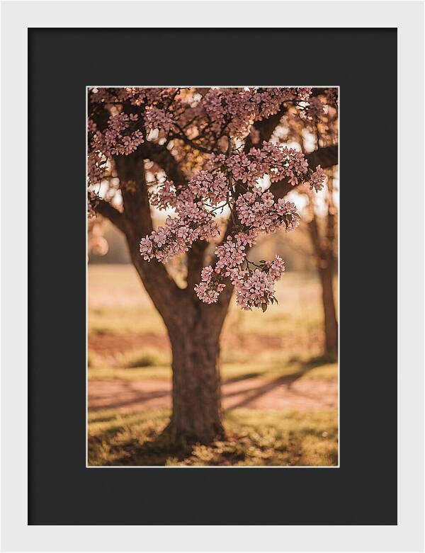 Crabapple Tree In Bloom
