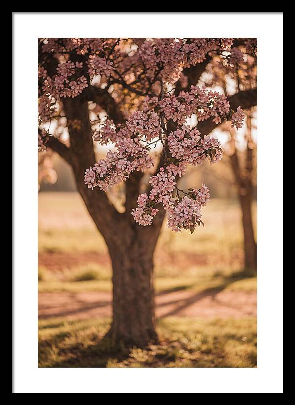 Crabapple Tree In Bloom