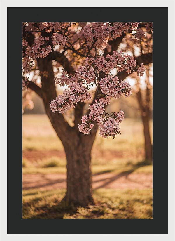 Crabapple Tree In Bloom