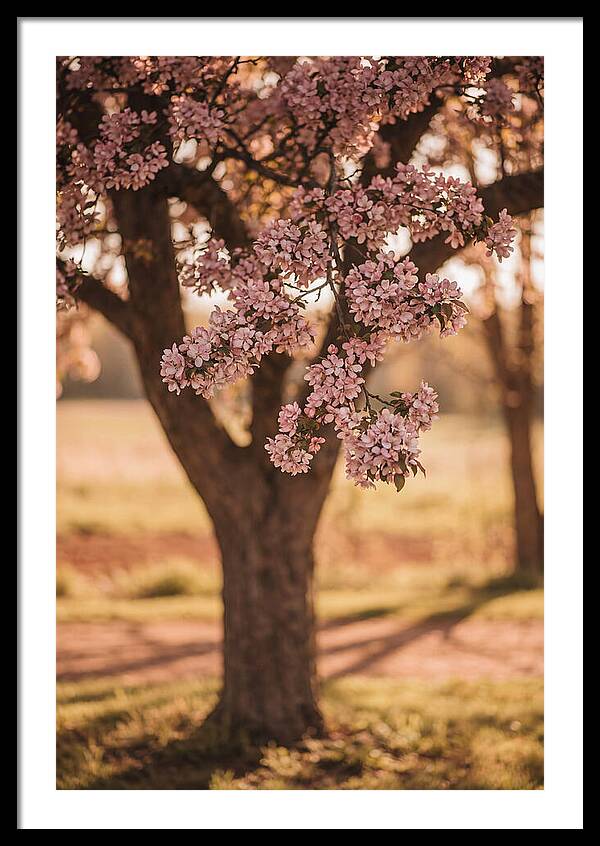 Crabapple Tree In Bloom