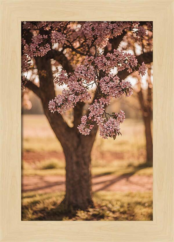Crabapple Tree In Bloom