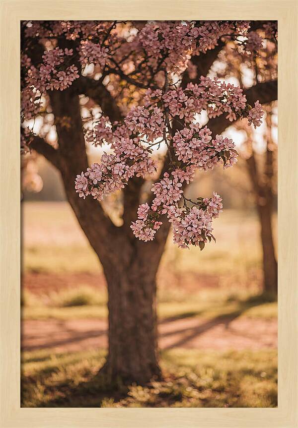 Crabapple Tree In Bloom