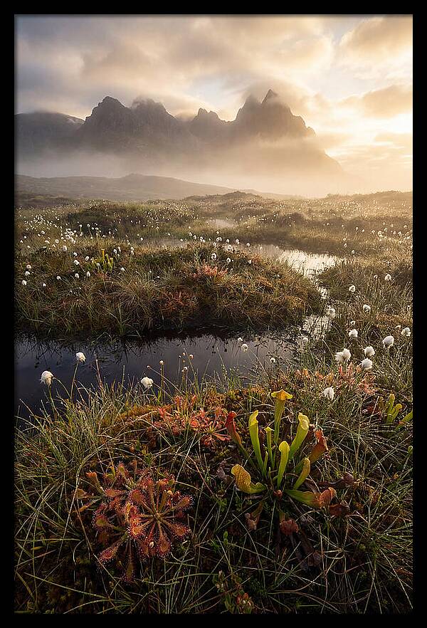 Cranberry Glades Serenity