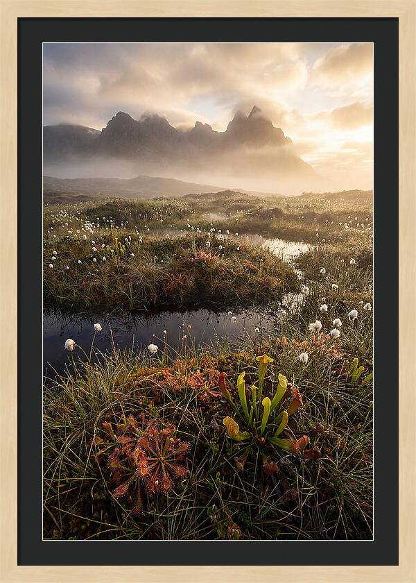 Cranberry Glades Serenity