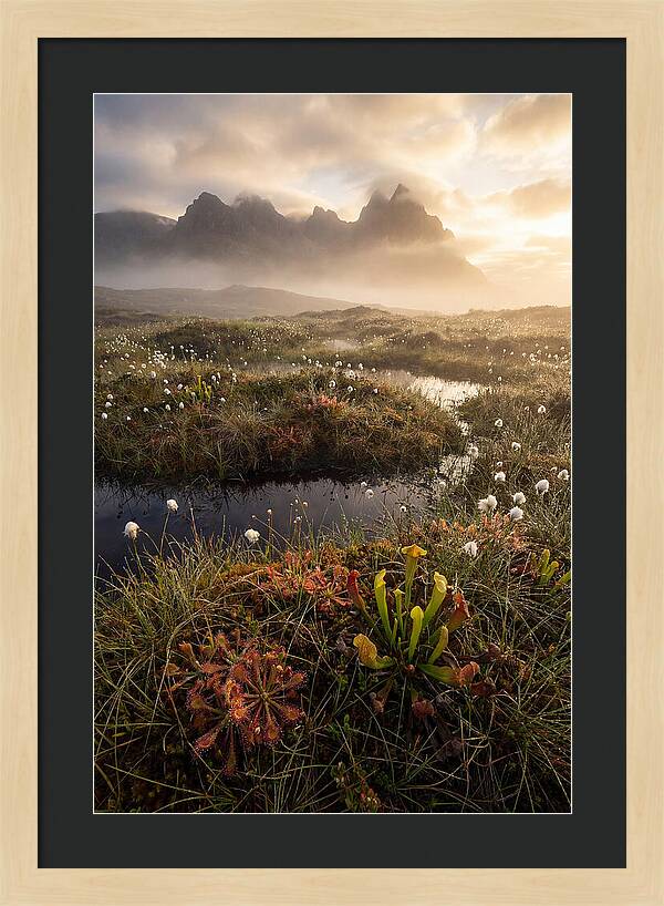 Cranberry Glades Serenity
