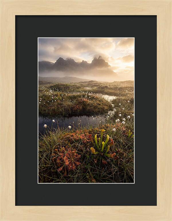 Cranberry Glades Serenity