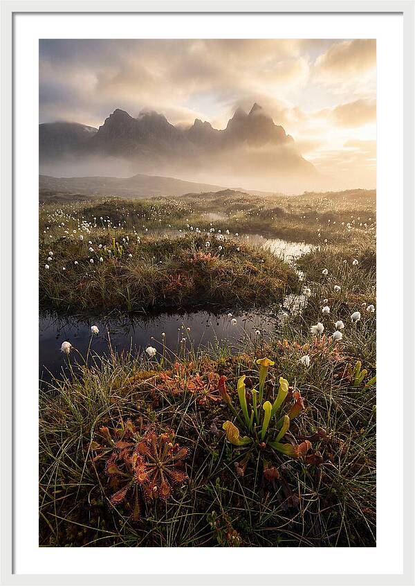 Cranberry Glades Serenity