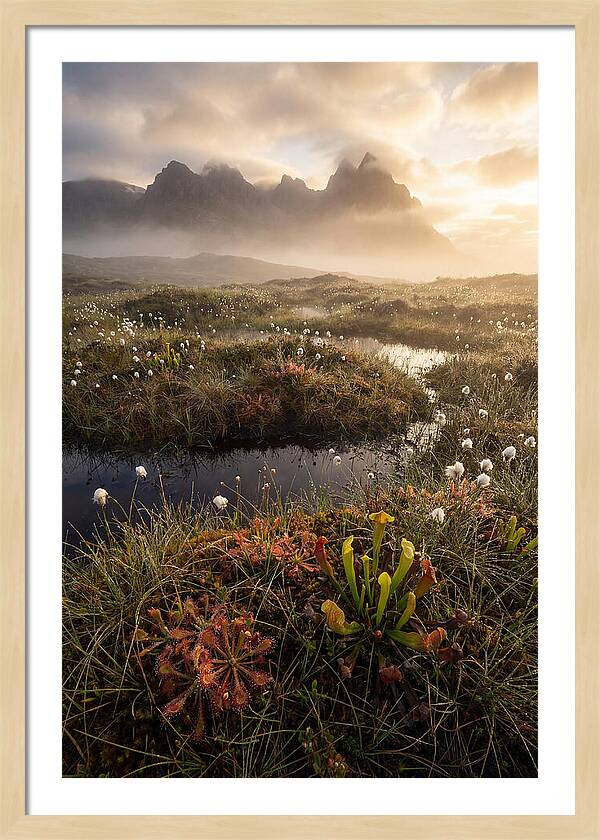 Cranberry Glades Serenity