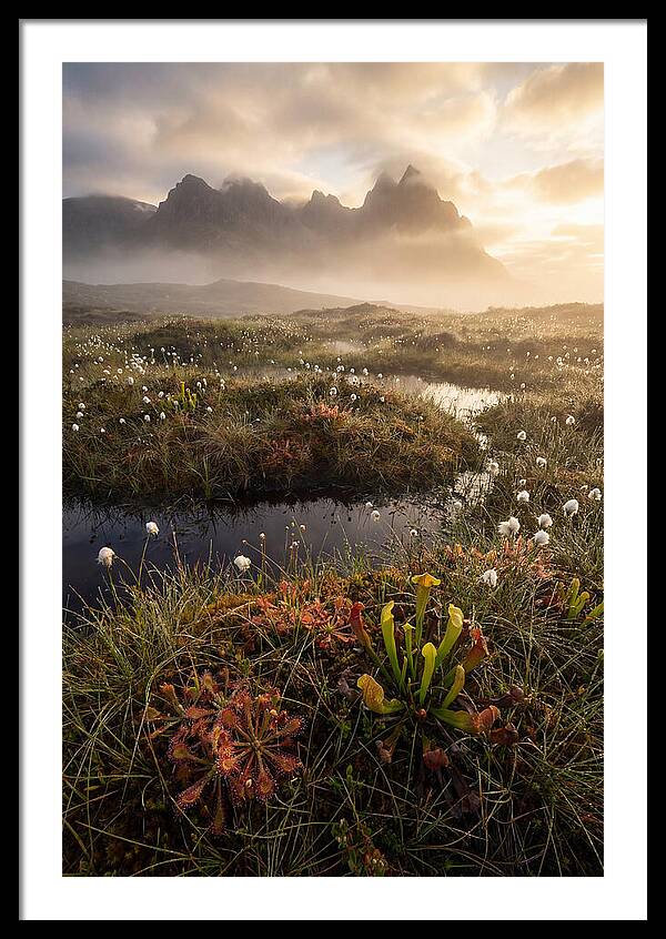 Cranberry Glades Serenity