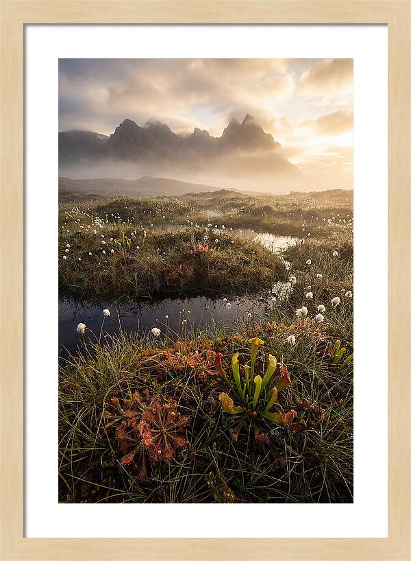 Cranberry Glades Serenity