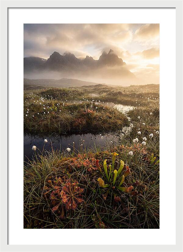 Cranberry Glades Serenity