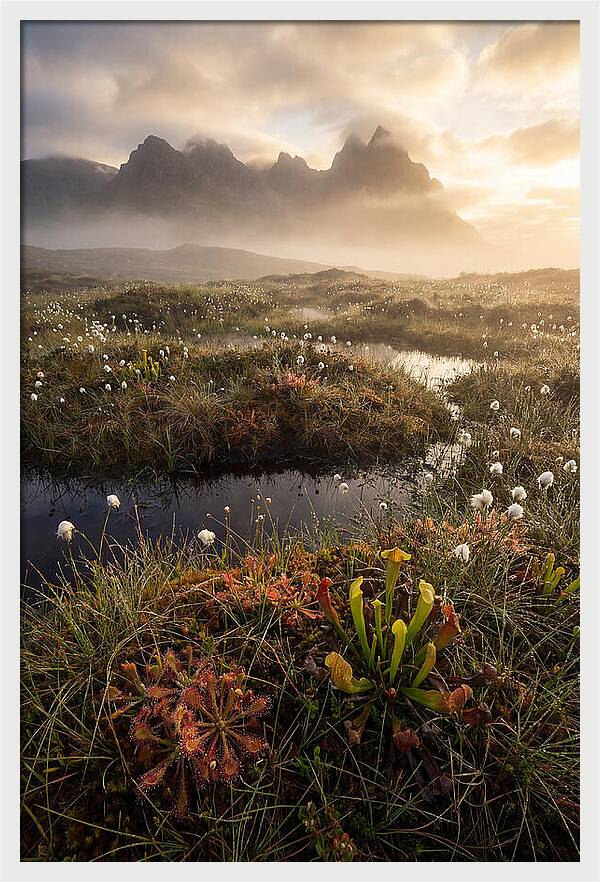 Cranberry Glades Serenity