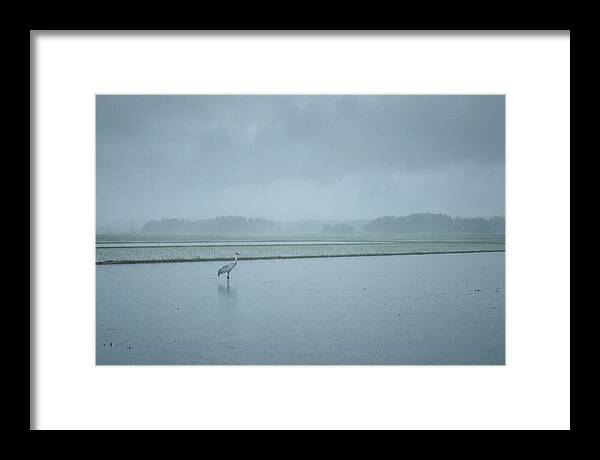 Crane Standing In Shallow Rice Paddy