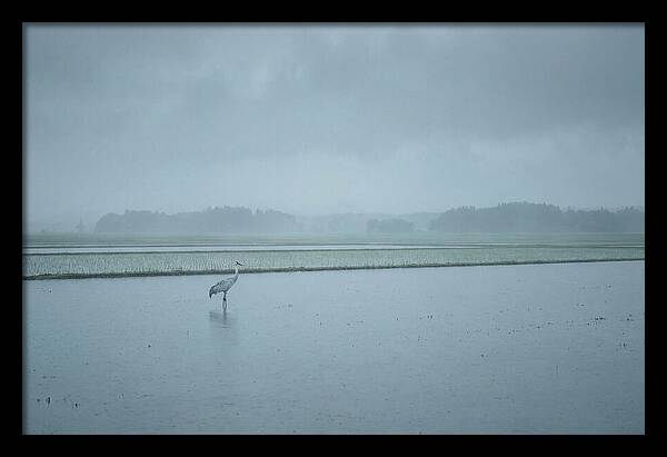 Crane Standing In Shallow Rice Paddy