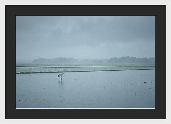 Crane Standing In Shallow Rice Paddy