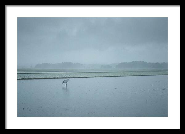 Crane Standing In Shallow Rice Paddy