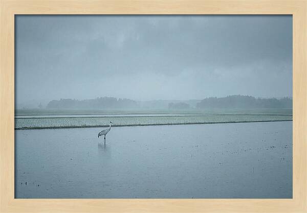 Crane Standing In Shallow Rice Paddy