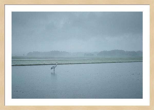 Crane Standing In Shallow Rice Paddy