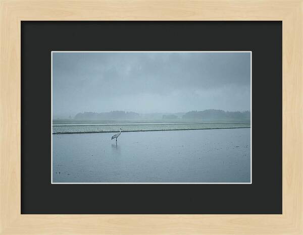 Crane Standing In Shallow Rice Paddy