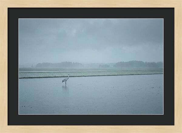 Crane Standing In Shallow Rice Paddy