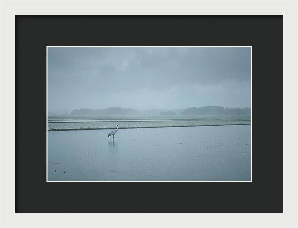 Crane Standing In Shallow Rice Paddy
