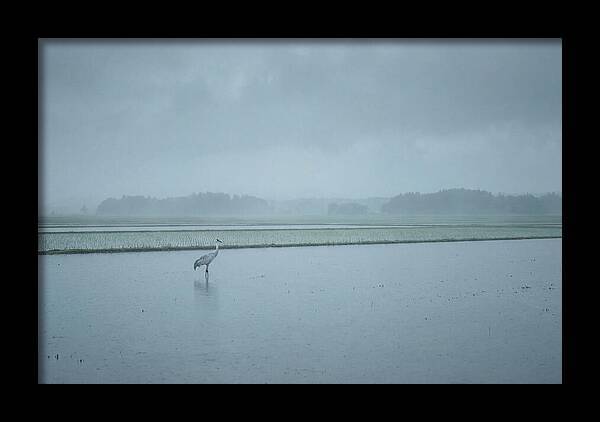 Crane Standing In Shallow Rice Paddy