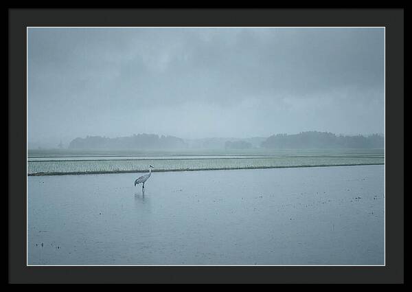 Crane Standing In Shallow Rice Paddy