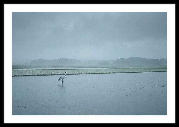 Crane Standing In Shallow Rice Paddy