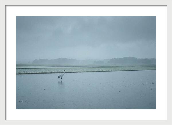 Crane Standing In Shallow Rice Paddy
