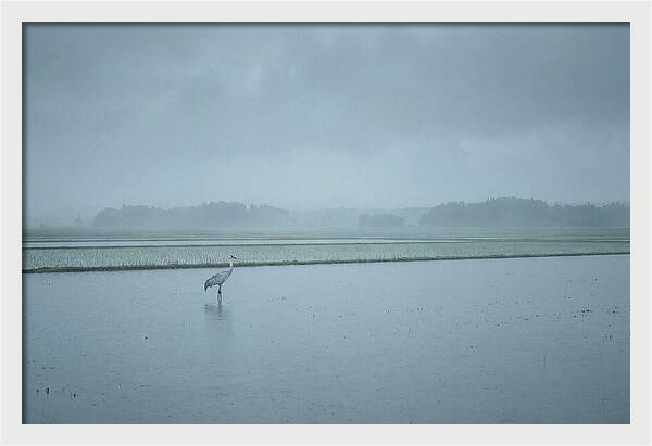 Crane Standing In Shallow Rice Paddy
