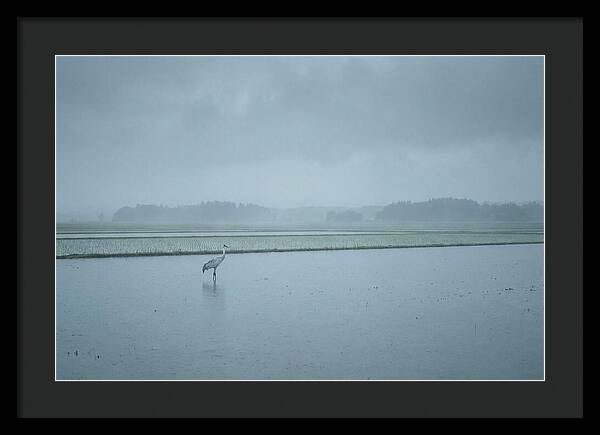 Crane Standing In Shallow Rice Paddy