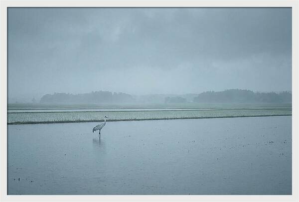 Crane Standing In Shallow Rice Paddy