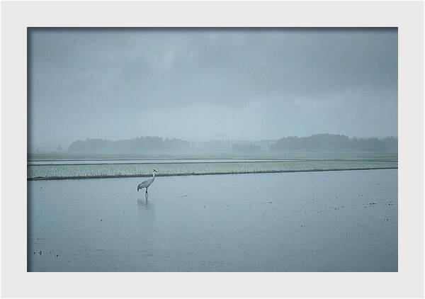 Crane Standing In Shallow Rice Paddy