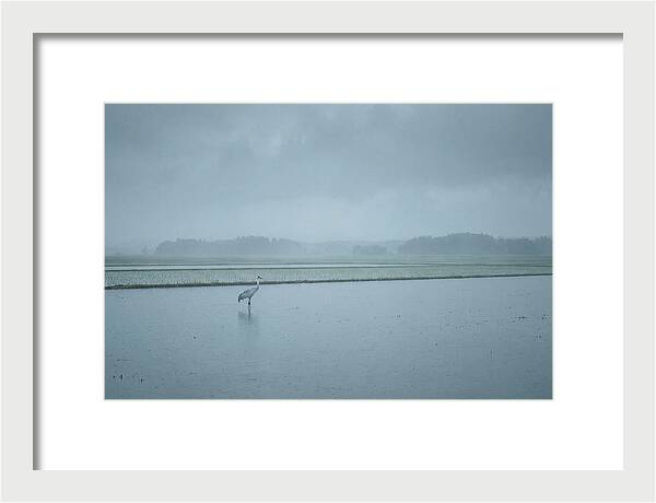 Crane Standing In Shallow Rice Paddy